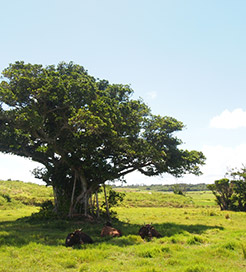 île de Kohama